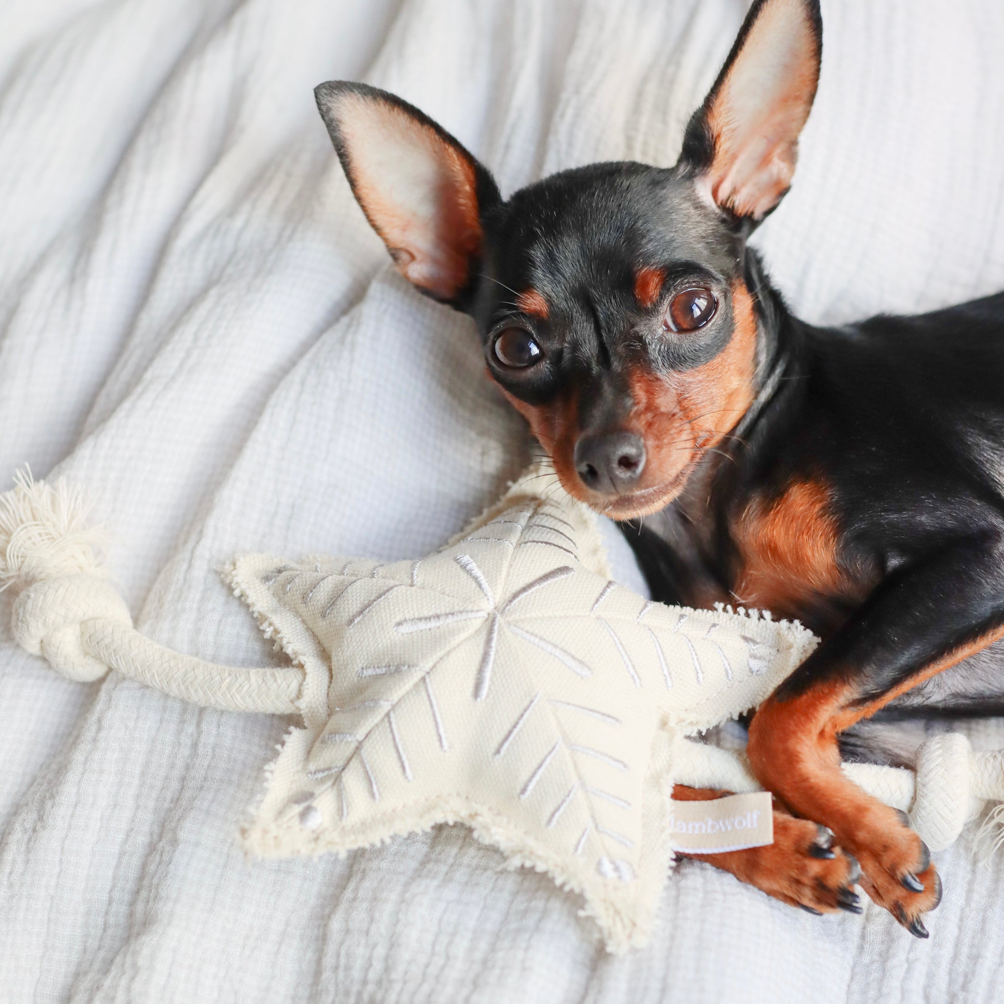 HOLIDAY STAR // squeaky + tug