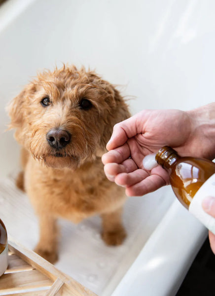 Wild For Dog Conditioner 300ml