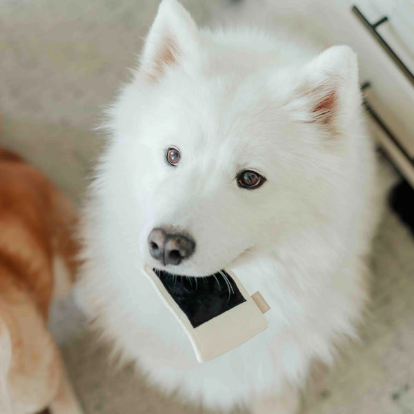 LAMBWOLF INSTANT CAMERA // snuffle + squeaky