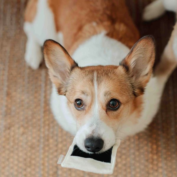 LAMBWOLF INSTANT CAMERA // snuffle + squeaky