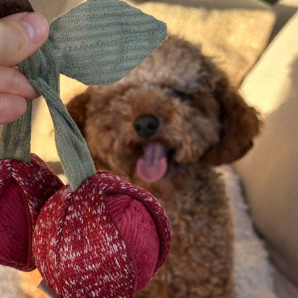 Lambwolf CHERRY POP // bouncy + snuffle