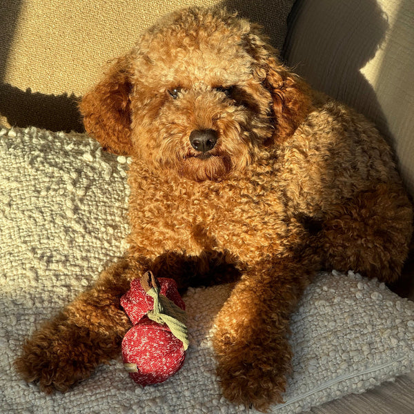Lambwolf CHERRY POP // bouncy + snuffle