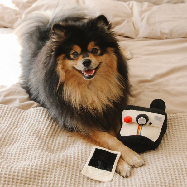 LAMBWOLF INSTANT CAMERA // snuffle + squeaky