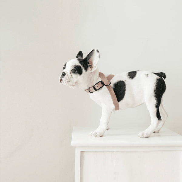 LAMBWOLF OTTO figure 8 waterproof harness
