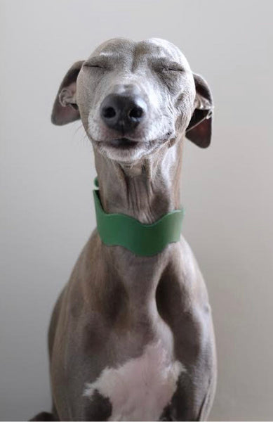 RIPPLE COLLAR (AVOCADO / COBALT BLUE / ROSE)