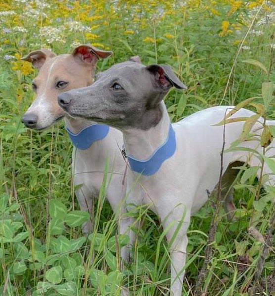 RIPPLE COLLAR (AVOCADO / COBALT BLUE / ROSE)