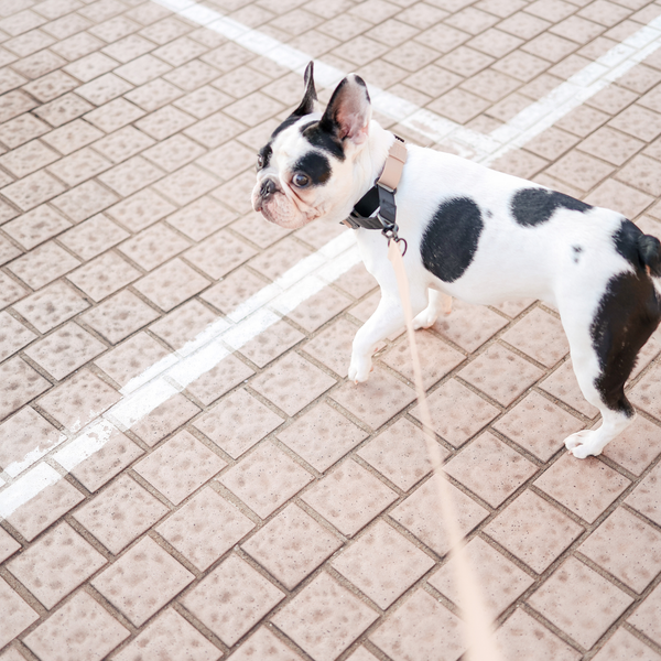 LAMBWOLF AVA MARTINGALE // Quick-release metal buckle collar
