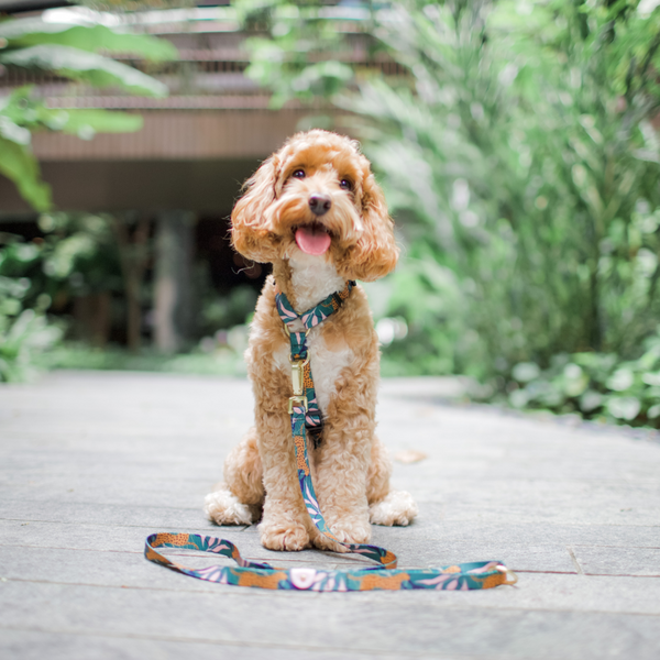 Gentle Pup Mazi Harness - Coco Congo