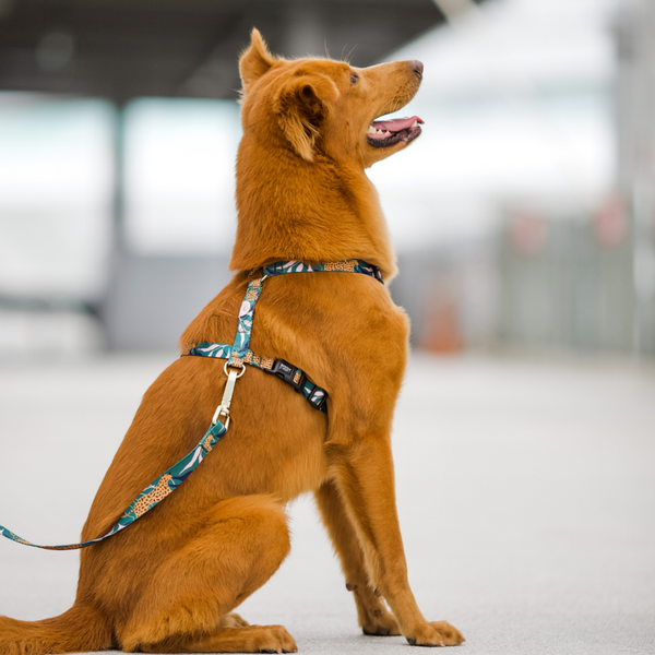 Gentle Pup Mazi Harness - Coco Congo