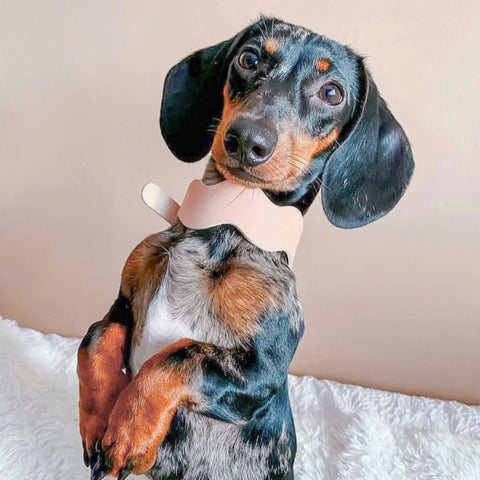 RIPPLE COLLAR (AVOCADO / COBALT BLUE / ROSE)
