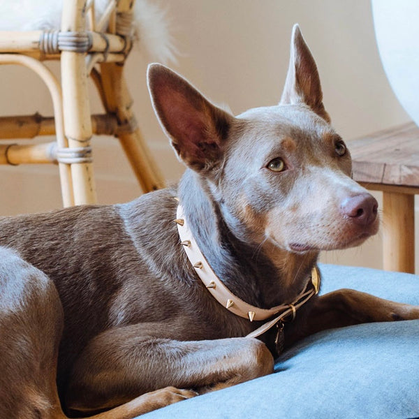 Smooth Spike Leather Collar and Leash set - Gold Tan