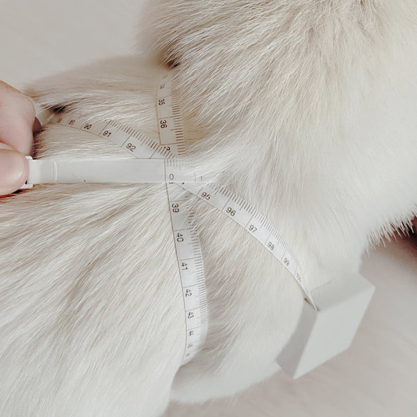 LAMBWOLF OTTO figure 8 waterproof harness