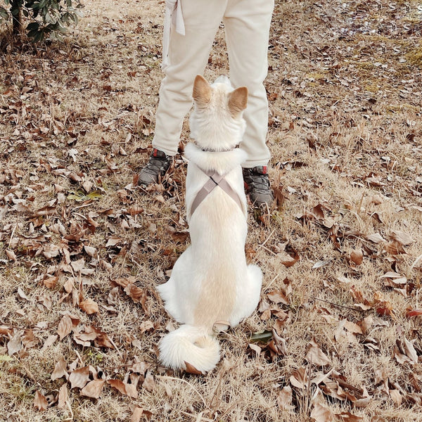 LAMBWOLF OTTO figure 8 waterproof harness